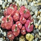 20Pcs a set conophytum  R&Y1732 Seed ProQgf
