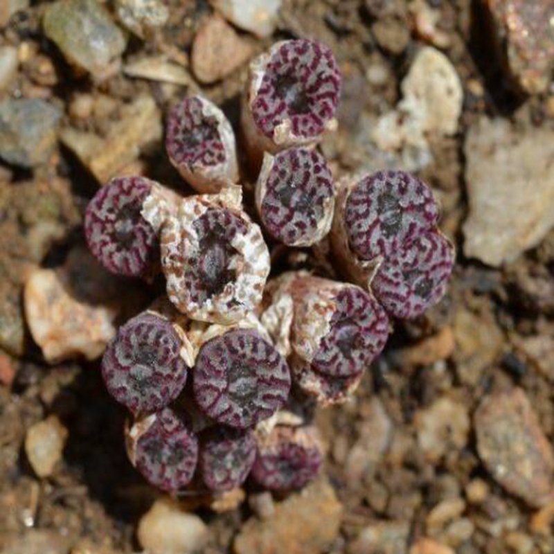 20Pcs a set conophytum  RR1398 Seed ProQgf
