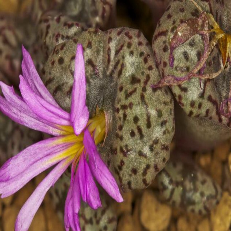 20Pcs a set conophytum  SH324 Seed ProQgf