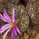 20Pcs a set conophytum  SH324 Seed ProQgf