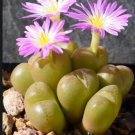 20Pcs a set conophytum  SH2592 Seed ProQgf