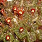 20Pcs a set conophytum 1410.64 Seed ProQgf