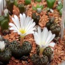 20Pcs a set Conophytum 1444.32 Seed ProQgf