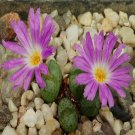 20Pcs a set conophytum CR1039 Seed ProQgf