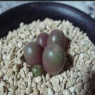 20Pcs a set conophytum CR1141 Seed ProQgf