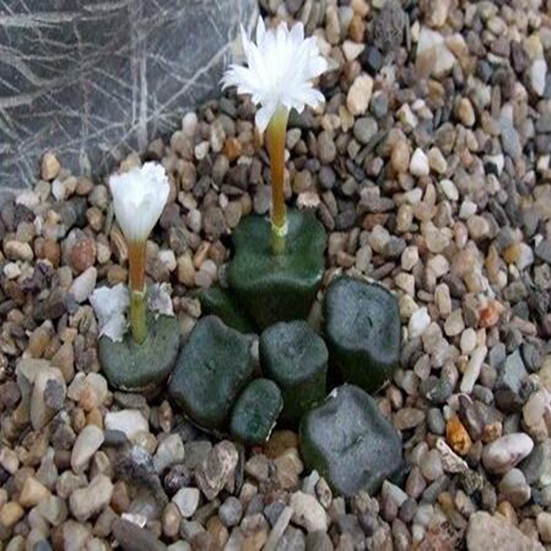 20Pcs a set conophytum MSG2216 Seed ProQgf
