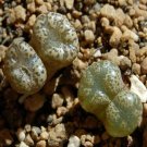 20Pcs a set Conophytum pellucidum ssp terricolor Seed ProQgf