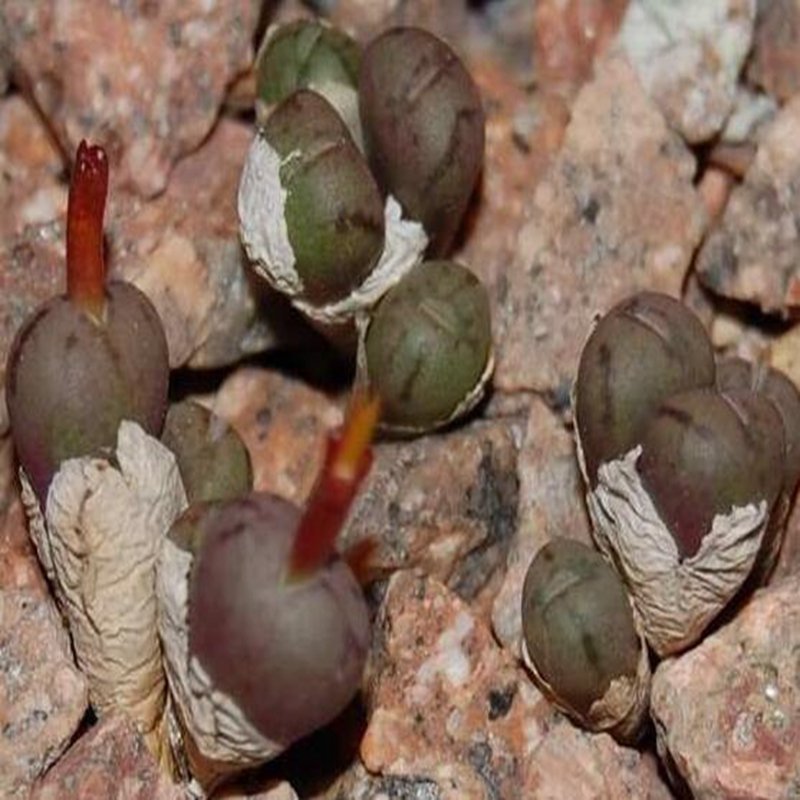 20Pcs a set conophytum RR622 Seed ProQgf