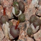20Pcs a set conophytum RR622 Seed ProQgf