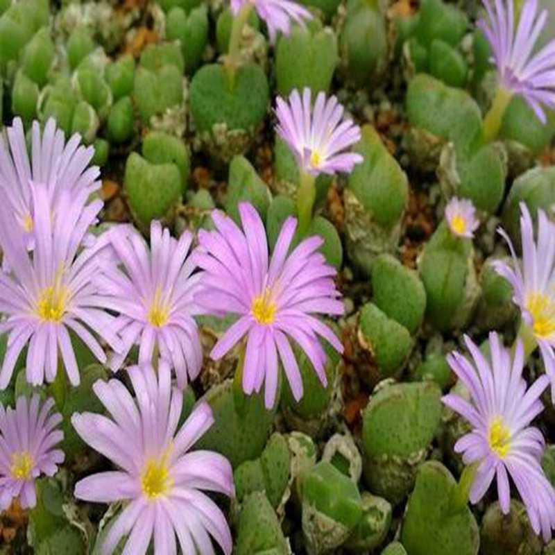20Pcs a set conophytum RR1108 Seed ProQgf
