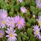20Pcs a set conophytum RR1108 Seed ProQgf