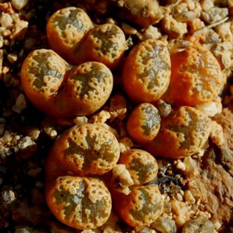 20Pcs a set conophytum ry1953 Seed ProQgf