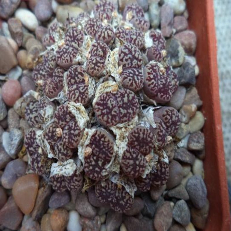 20Pcs a set conophytum SB.628 Seed ProQgf