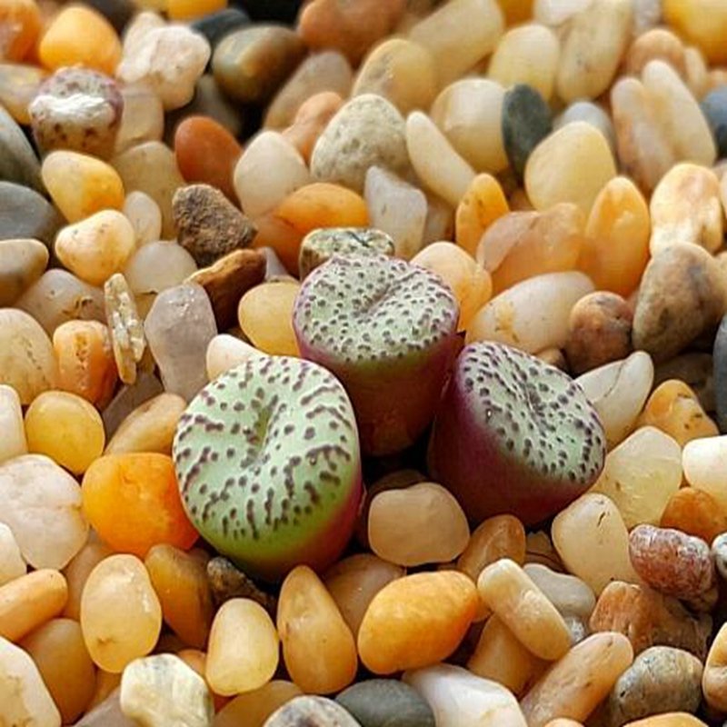 20Pcs a set conophytum SB.635 Seed ProQgf