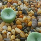 20Pcs a set conophytum SB1114 Seed ProQgf