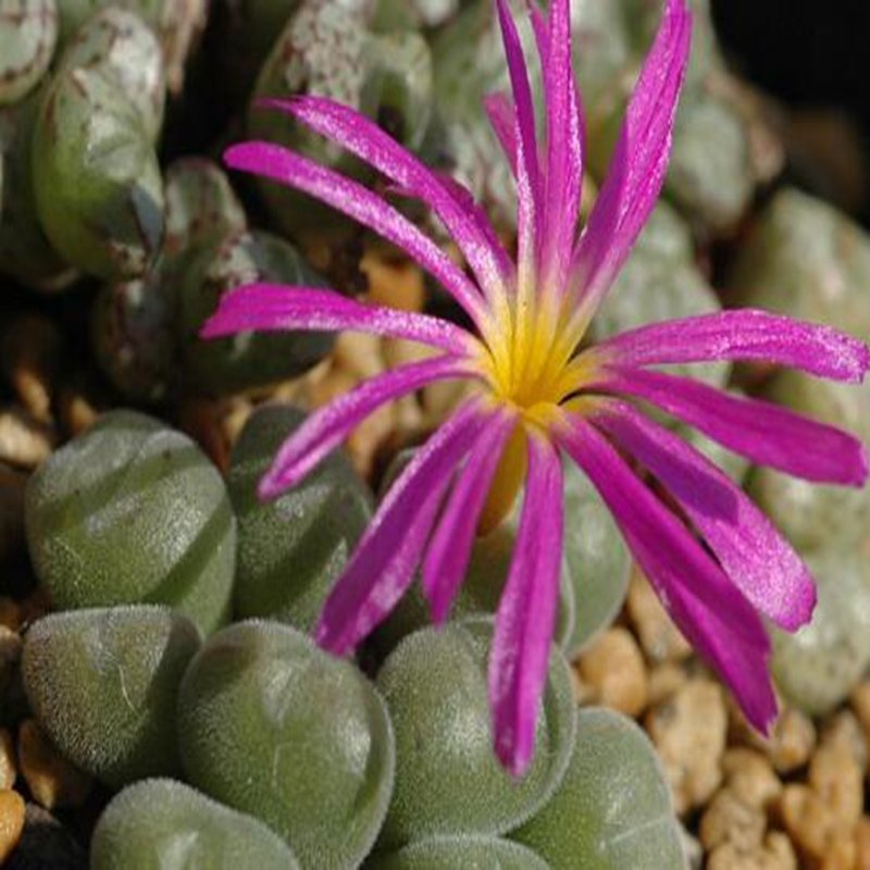 20Pcs a set conophytum TS419 Seed ProQgf