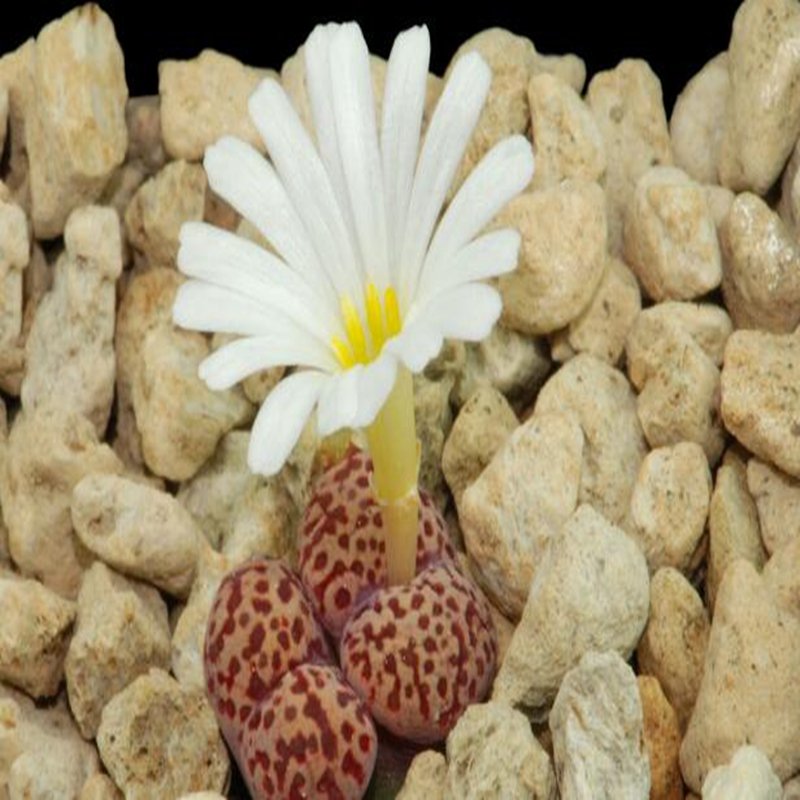 20Pcs a set conophytum TS461 Seed ProQgf