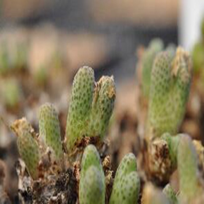 20Pcs a set conophytum ARM.955D Seed ProQgf