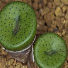 20Pcs a set c. Bachelorum x Chrisocruxum Seed ProQgf
