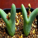20Pcs a set C. bilobum leucanthum CR. 1270 Seed ProQgf