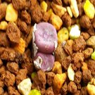20Pcs a set C. cubicum x fragile red face Seed ProQgf