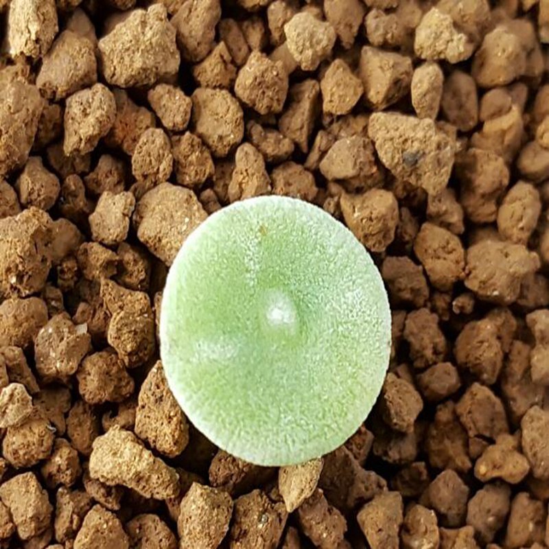 20Pcs a set C. ERNSTII sandberg Seed ProQgf