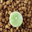 20Pcs a set C. ERNSTII sandberg Seed ProQgf