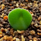 20Pcs a set C. hanae PVB s.n Seed ProQgf