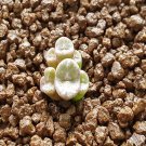 20Pcs a set C. irmae B&H2318 Seed ProQgf
