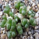 20Pcs a set c. Lav 28553 Seed ProQgf