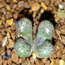 20Pcs a set C. luckhoffii turrigerum form Seed ProQgf