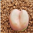 20Pcs a set C. maugani rufensense Seed ProQgf