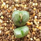 20Pcs a set C. Milkman Seed ProQgf