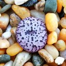 20Pcs a set C. obcordellum urspungianum Seed ProQgf