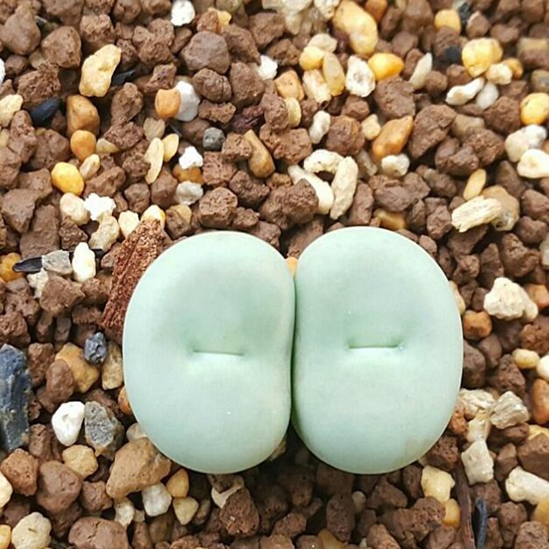 20Pcs a set C. pageae LAV. 26297a Seed ProQgf