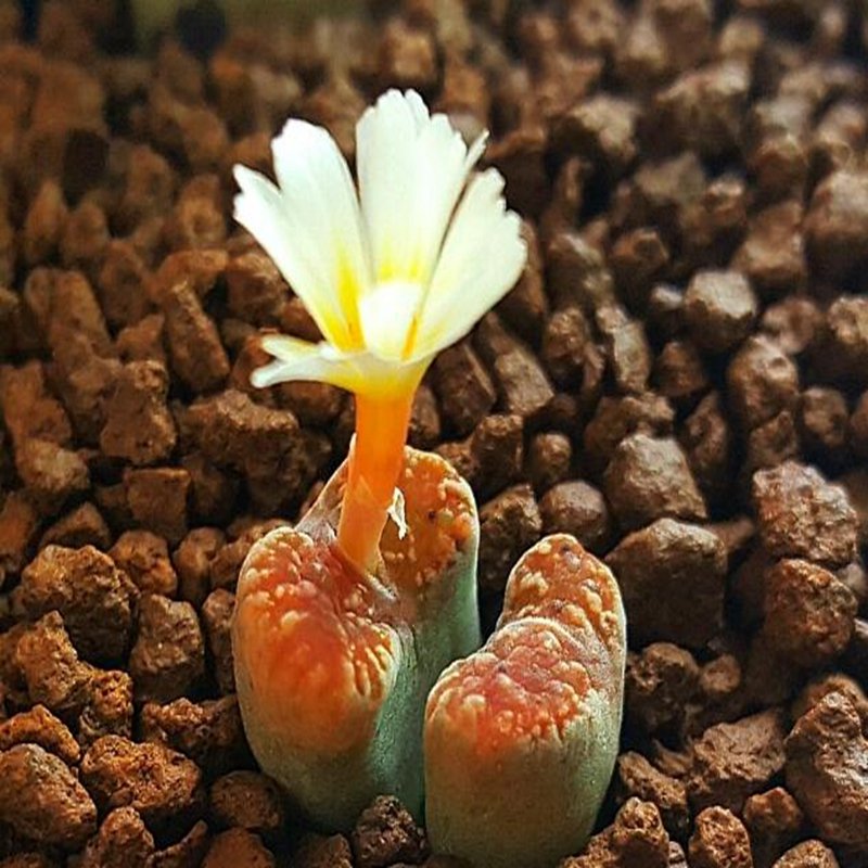 20Pcs a set C. pellucidum mesklip Seed ProQgf