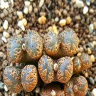 20Pcs a set C. pellucidum terricolor RCL95061 Seed ProQgf