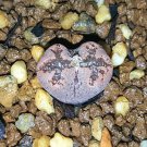 20Pcs a set C. pellucidum terricolor TS471 Seed ProQgf