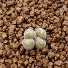 20Pcs a set C. pubicalyx LAO. 27304 Seed ProQgf