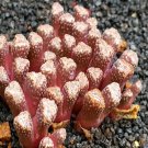 20Pcs a set C. reconditum ARM 1266 Seed ProQgf