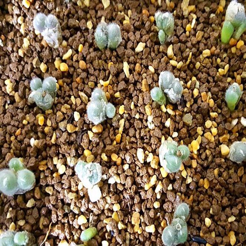 20Pcs a set C. stephanii ssp. stephanii CR1071 Seed ProQgf
