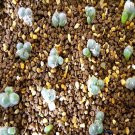 20Pcs a set C. stephanii ssp. stephanii CR1071 Seed ProQgf