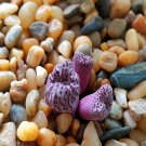 20Pcs a set C. swanepoelianum ssp.rubrolineatum PVB s.n Seed ProQgf