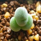 20Pcs a set C. taylorianum ssp. ernianum PVB. 9478 Seed ProQgf