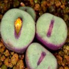 20Pcs a set c. TS429 Seed ProQgf