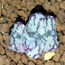 20Pcs a set C. turrigerum PVB.3255 Seed ProQgf