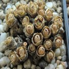 20Pcs a set c. uviforme ssp. uviforme Seed ProQgf