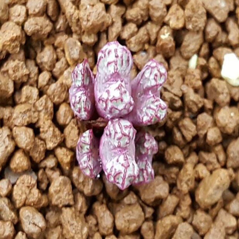 20Pcs a set c.ARM 134 Seed ProQgf
