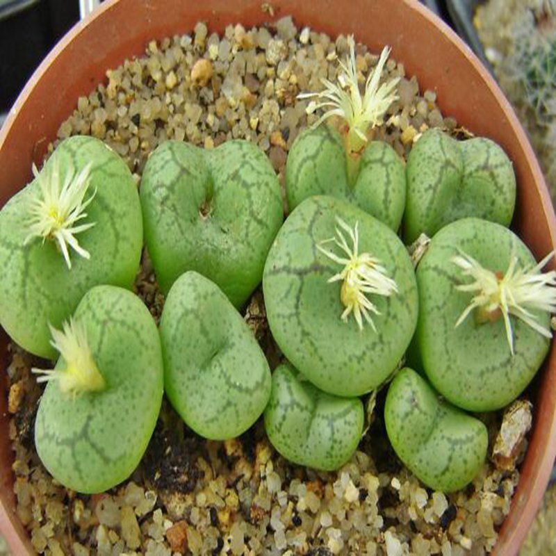 20Pcs a set c.ficiforme placitum Seed ProQgf