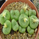 20Pcs a set c.ficiforme placitum Seed ProQgf